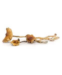 SHROOMS